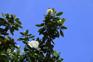 Magnolia - Les Conférences Arts et Loisirs